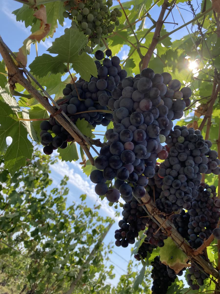 Uva scura sulla vite in Valpolicella